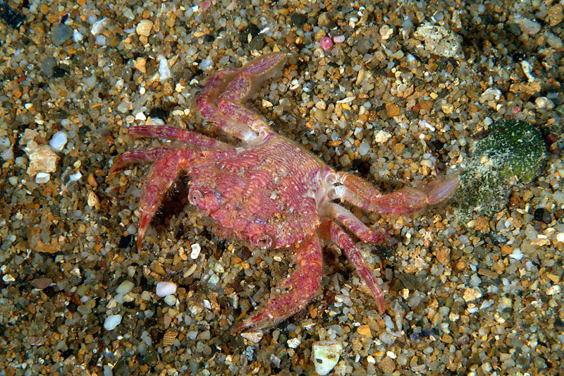 Liocarcinus corrugatus